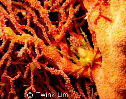 Tiny Arrowhead crab by Twink Lim 